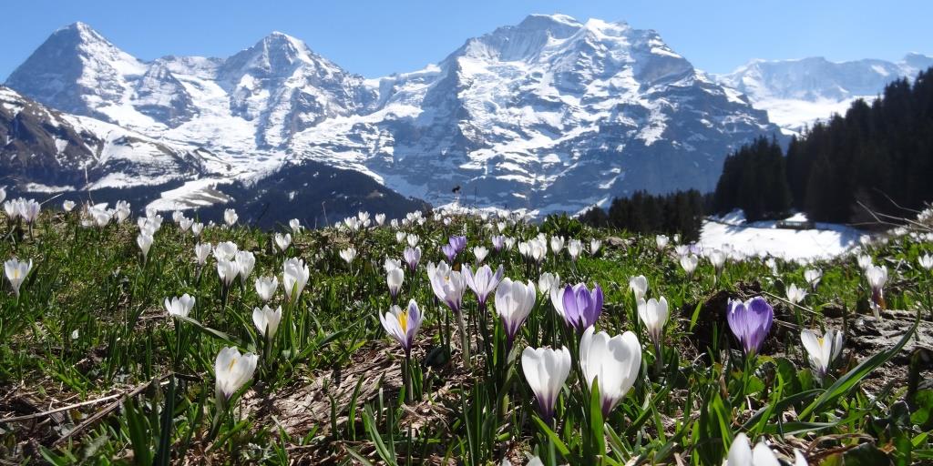 スイス サポート やってみよう スイス個人旅行