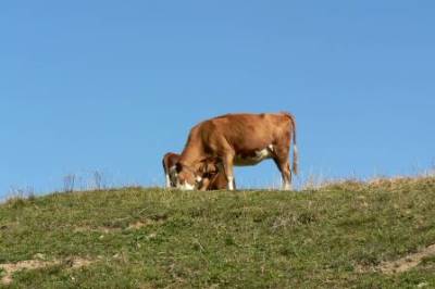 スイスの牧草と牛